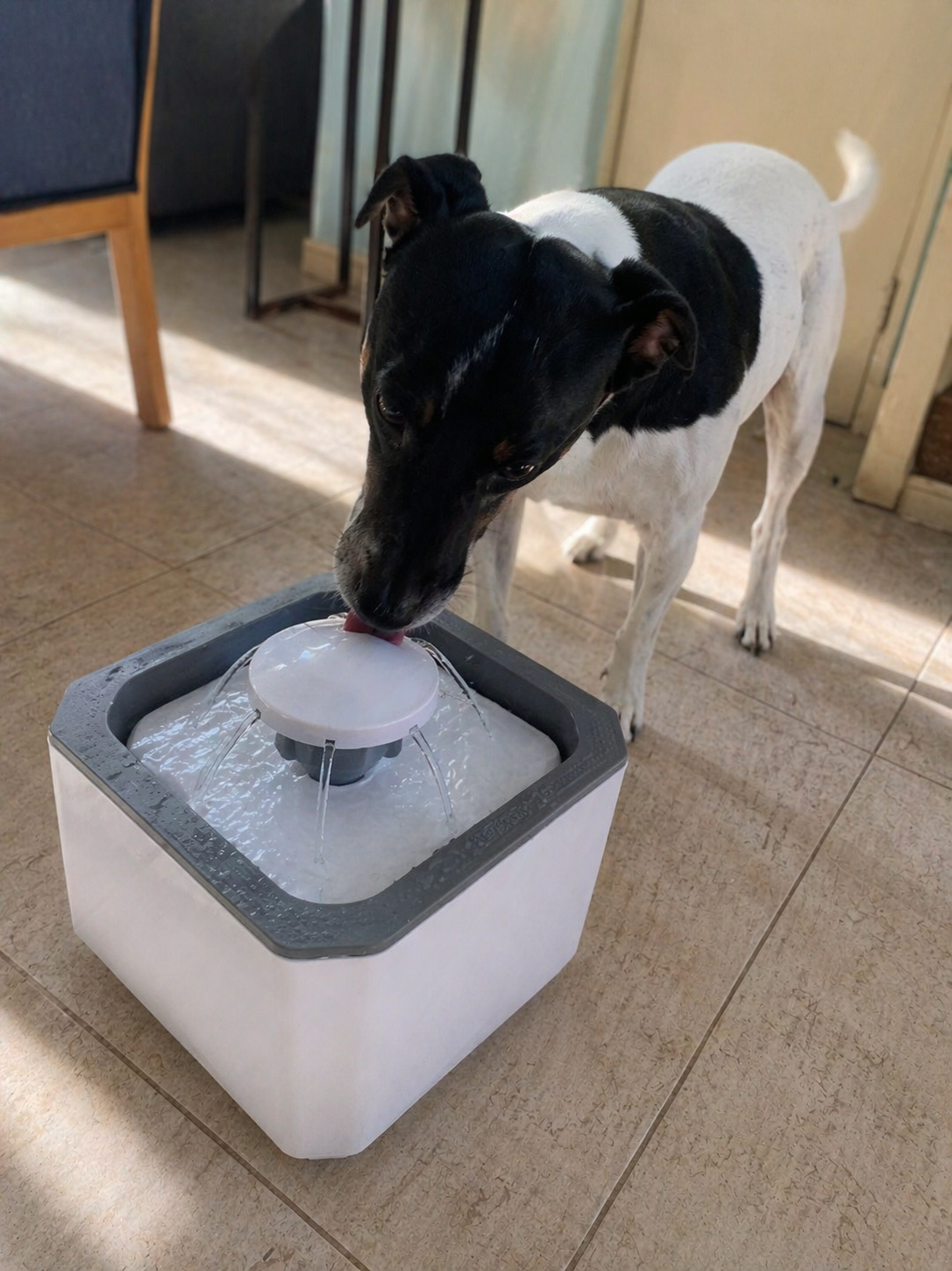 Zona Pet: Accesorios para Compañeros de Aventuras 🐾